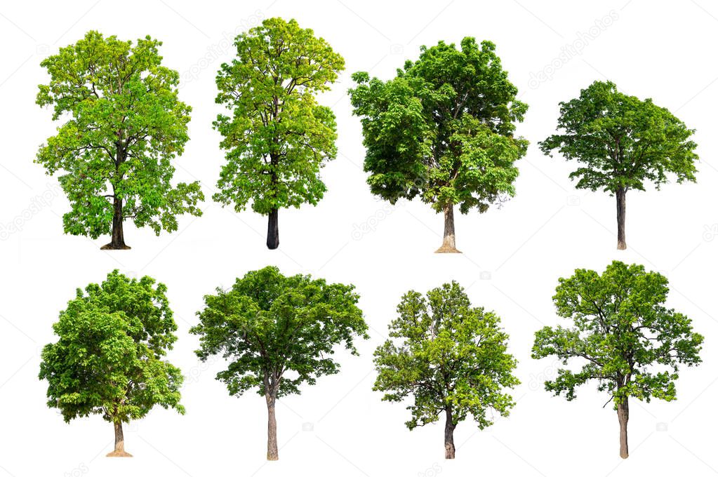collection hight quality big green tree