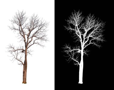 Beyaz arkaplanda izole edilmiş ağaç