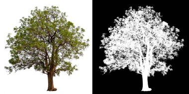 Beyaz arkaplanda izole edilmiş ağaç