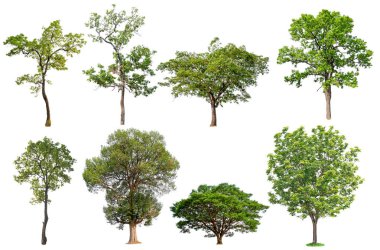 izole ağaç toplama