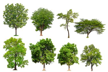 izole ağaç toplama