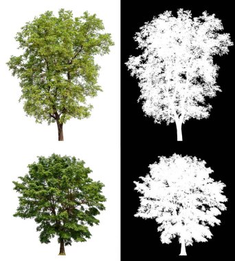 Beyaz arkaplanda izole edilmiş ağaç