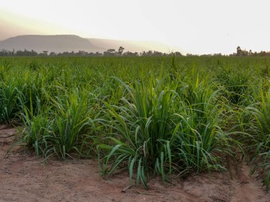 şeker çiftlik sahasında günbatımı Zamanı