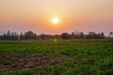 şeker çiftlik sahasında günbatımı Zamanı