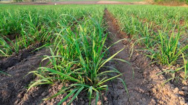 şeker çiftlik sahasında günbatımı Zamanı