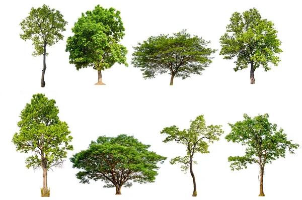 Raccolta alberi isolata — Foto Stock