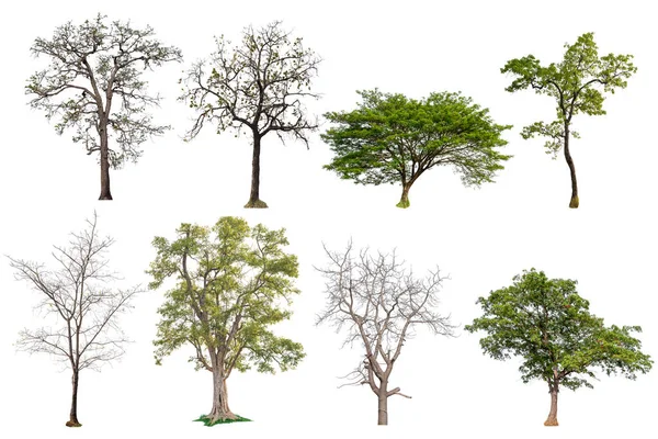Geïsoleerde tree collectie — Stockfoto