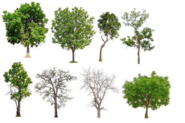 Colecção isolada de árvores — Fotografia de Stock