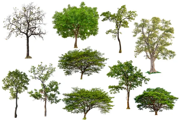 Колекція ізольованих дерево — стокове фото