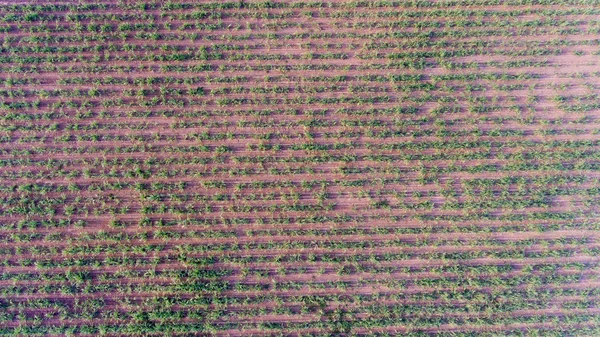 Vista superior do campo de cana-de-açúcar — Fotografia de Stock