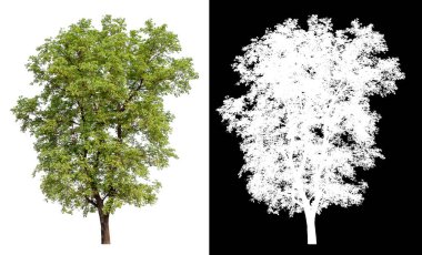 Beyaz arkaplanda izole edilmiş ağaç