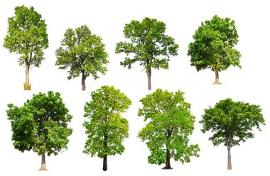 izole ağaç toplama