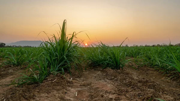 Şeker çiftlik sahasında günbatımı Zamanı — Stok fotoğraf