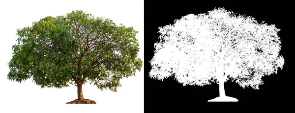Isolierter Baum auf weißem Hintergrund — Stockfoto