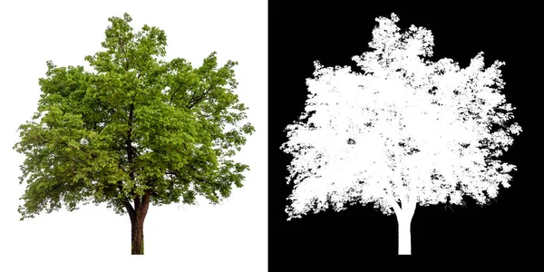 Isolierter Baum auf weißem Hintergrund — Stockfoto