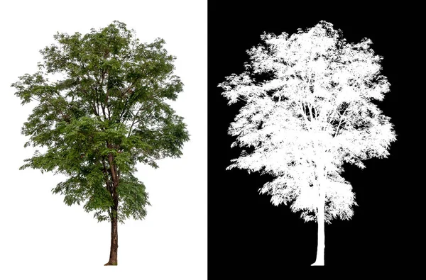 Erillinen puu valkoisella pohjalla — kuvapankkivalokuva