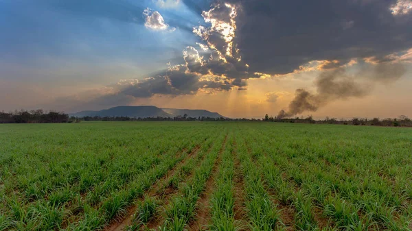 Campo de la granja de azúcar en la hora de puesta del sol —  Fotos de Stock