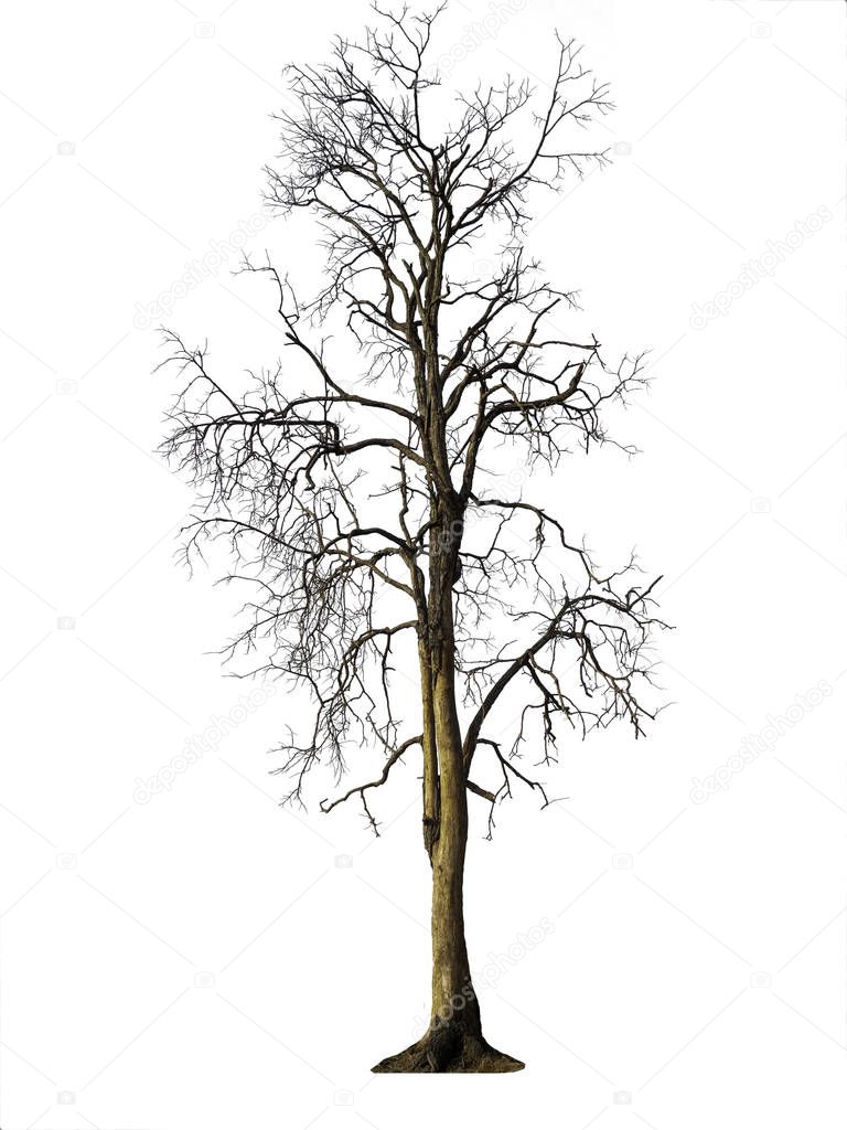 isolated tree without leaf