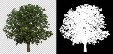 kırpma yolu, tek ağaç kırpma yolunu ve siyah arka plan üzerine alfa kanalı ile saydam resim zemin üzerine tek ağaç