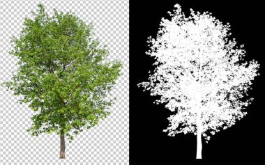 kırpma yolu, tek ağaç kırpma yolunu ve siyah arka plan üzerine alfa kanalı ile saydam resim zemin üzerine tek ağaç