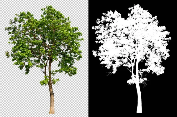 single tree on transparent picture background with clipping path, single tree with clipping path and alpha channel on black background