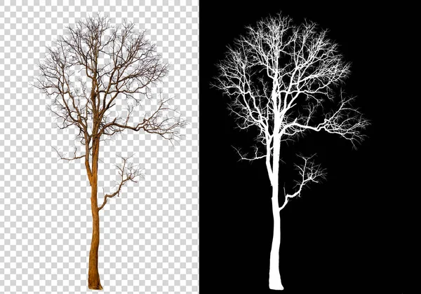 Árbol Único Sobre Fondo Imagen Transparente Con Ruta Recorte Árbol — Foto de Stock