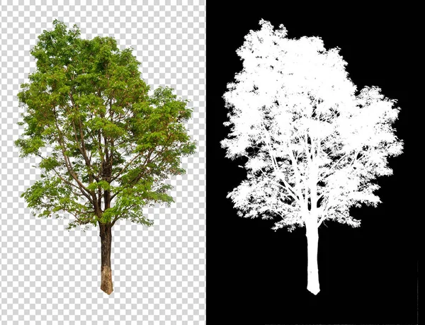透明图片背景上的单树 具有剪裁路径 单树具有剪裁路径 黑色背景上有 Alpha — 图库照片