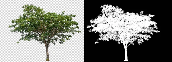 single tree on transparent picture background with clipping path, single tree with clipping path and alpha channel on black background