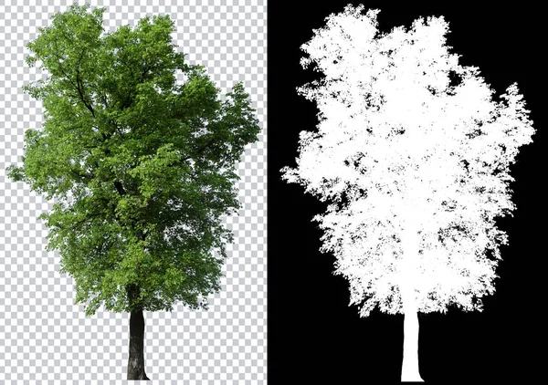 Enda Träd Transparent Bild Bakgrund Med Urklippsbana Enda Träd Med — Stockfoto