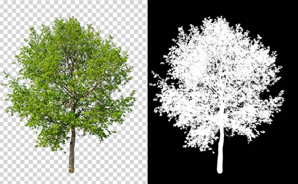 Árbol Único Sobre Fondo Imagen Transparente Con Ruta Recorte Árbol —  Fotos de Stock