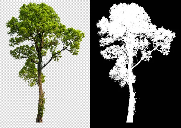 Kırpma Yolu Tek Ağaç Kırpma Yolunu Siyah Arka Plan Üzerine — Stok fotoğraf