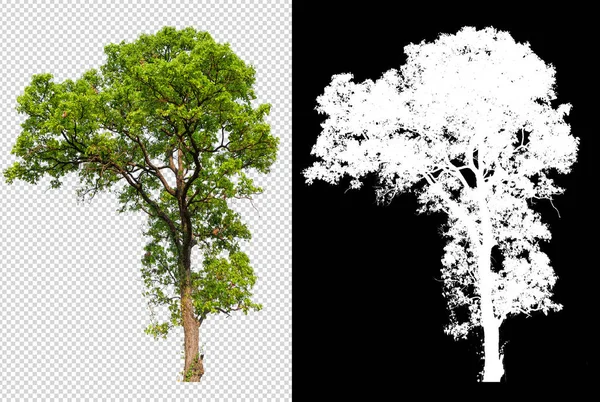 Enda Träd Transparent Bild Bakgrund Med Urklippsbana Enda Träd Med — Stockfoto