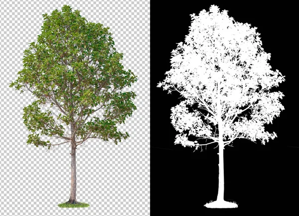 Árbol Único Sobre Fondo Imagen Transparente Con Ruta Recorte Árbol — Foto de Stock