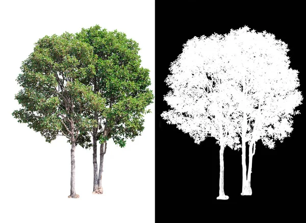 Árvore Única Fundo Imagem Transparente Com Caminho Recorte Árvore Única — Fotografia de Stock