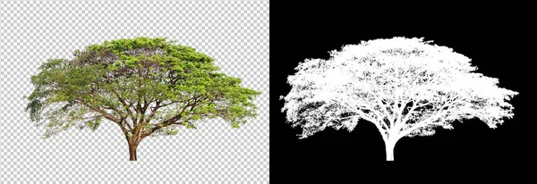Árvore única grande tamanho no fundo branco — Fotografia de Stock