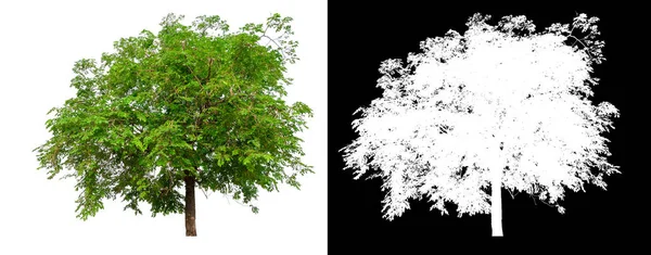 Árbol Único Sobre Fondo Imagen Transparente Con Ruta Recorte Árbol —  Fotos de Stock