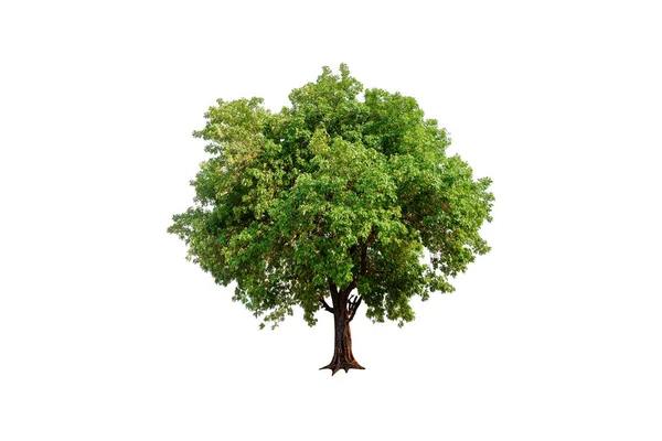 Isolierter Einzelner Baum Mit Schnittpfad — Stockfoto