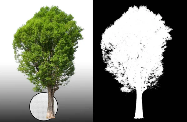 Albero Singolo Con Percorso Ritaglio Canale Alfa — Foto Stock