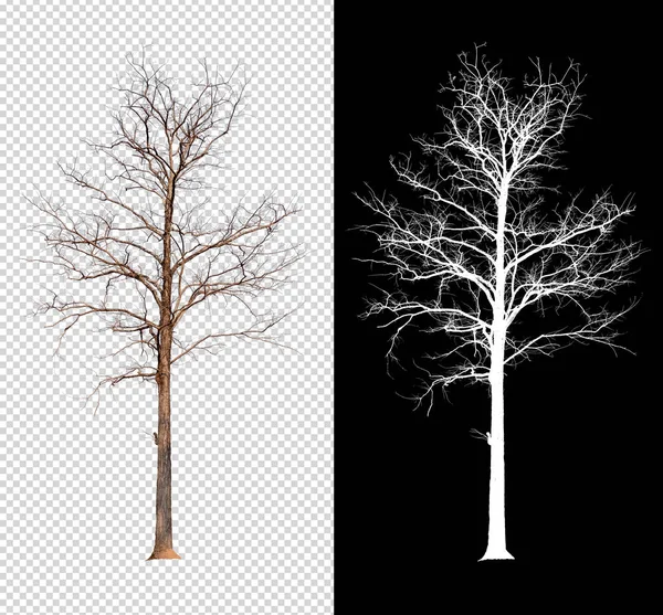 Albero Singolo Senza Foglia Con Percorso Ritaglio Canale Alfa — Foto Stock