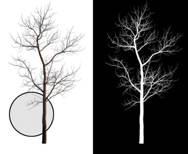single tree without leaf with clipping path and alpha channel clipart