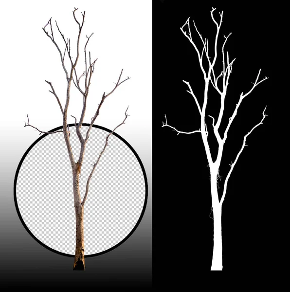 Pojedyncze Drzewo Bez Liści Ścieżką Przycinającą Kanałem Alfa — Zdjęcie stockowe