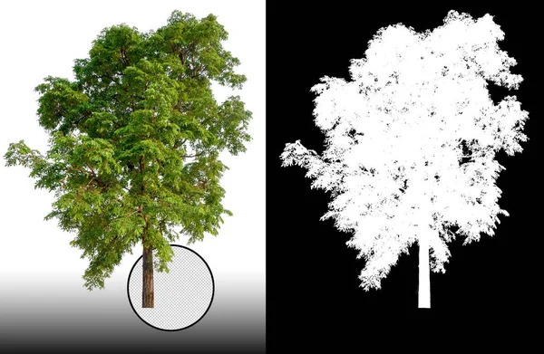 Einzelner Baum Mit Clipping Pfad Und Alphakanal — Stockfoto