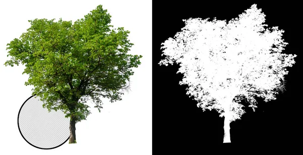 Albero Singolo Con Percorso Ritaglio Canale Alfa — Foto Stock