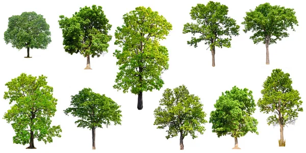 Árvore Coleta Isolada Fundo Branco Árvore Definida Árvore Sem Folha — Fotografia de Stock