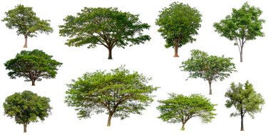 beyaz arka plan üzerinde izole toplama ağacı, ağaç seti ve baskı ve web sitesi için yaprak olmadan ağaç, beyaz arka plan üzerinde yüksek kaliteli yeşil ağaç 