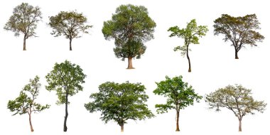 beyaz arka plan üzerinde izole toplama ağacı, ağaç seti ve baskı ve web sitesi için yaprak olmadan ağaç, beyaz arka plan üzerinde yüksek kaliteli yeşil ağaç 