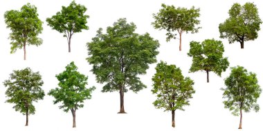 beyaz arka plan üzerinde izole toplama ağacı, ağaç seti ve baskı ve web sitesi için yaprak olmadan ağaç, beyaz arka plan üzerinde yüksek kaliteli yeşil ağaç 