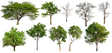 beyaz arka plan üzerinde izole toplama ağacı, ağaç seti ve baskı ve web sitesi için yaprak olmadan ağaç, beyaz arka plan üzerinde yüksek kaliteli yeşil ağaç 