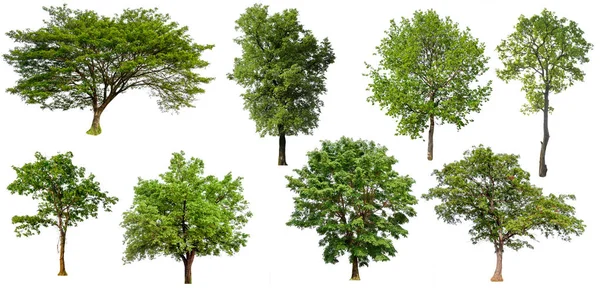 在白色背景上孤立的收集树 树集和无叶的树打印和网站 高品质的绿色树在白色背景 — 图库照片