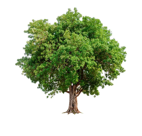 Einzelner Baum Mit Clipping Pfad Und Alphakanal — Stockfoto